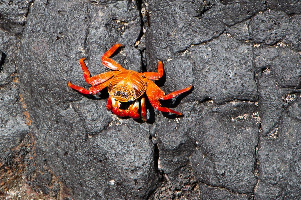 Chez Manany Galapagos Ecolodge ปวยร์โต วิลยามิล ภายนอก รูปภาพ