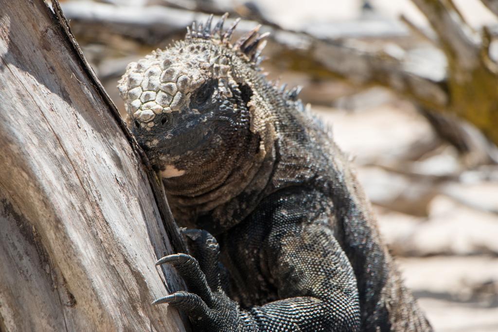 Chez Manany Galapagos Ecolodge ปวยร์โต วิลยามิล ภายนอก รูปภาพ