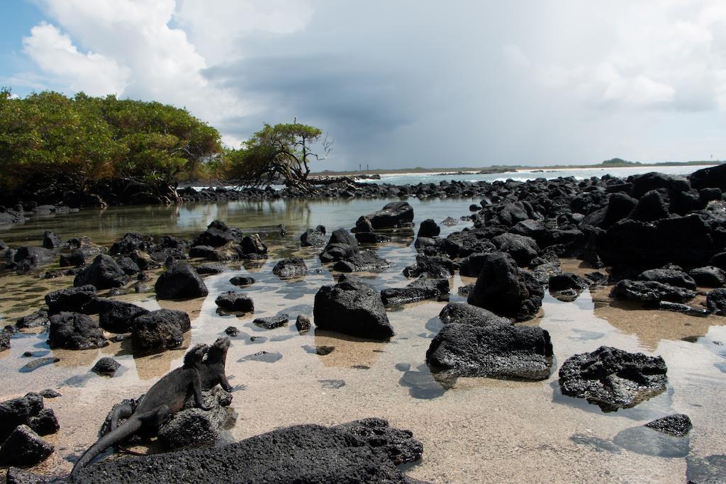Chez Manany Galapagos Ecolodge ปวยร์โต วิลยามิล ภายนอก รูปภาพ