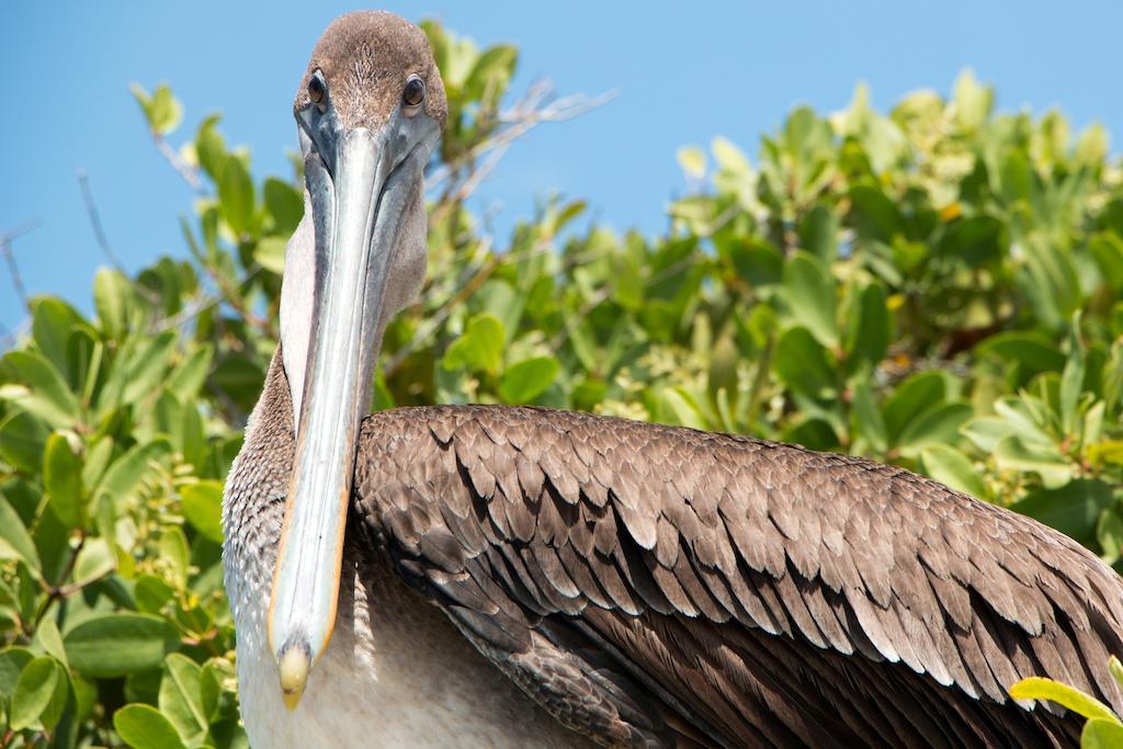 Chez Manany Galapagos Ecolodge ปวยร์โต วิลยามิล ภายนอก รูปภาพ